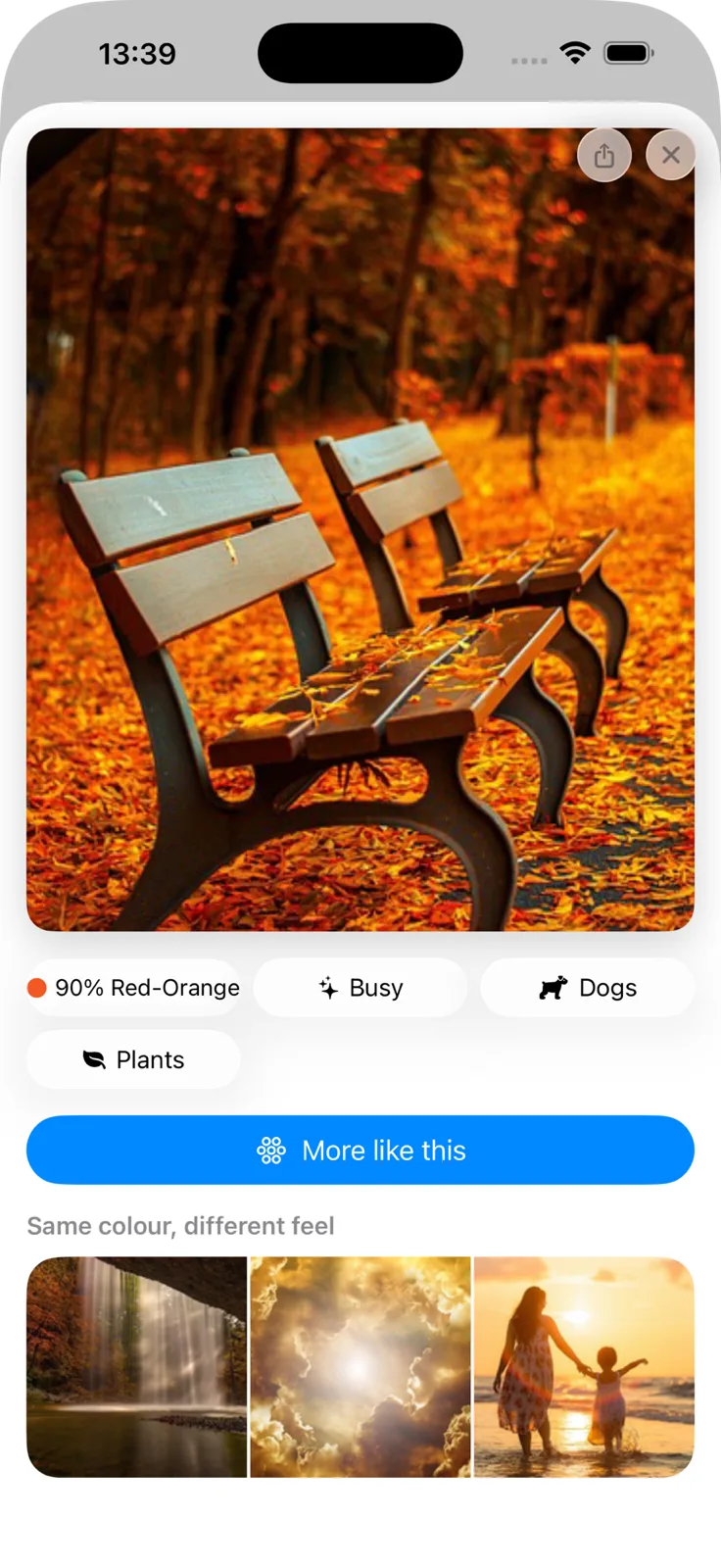 A photo's detail view in Filters, showing its dominant hue at 90% red-orange, a Busy busyness reading, and Dogs and Plants subject chips.